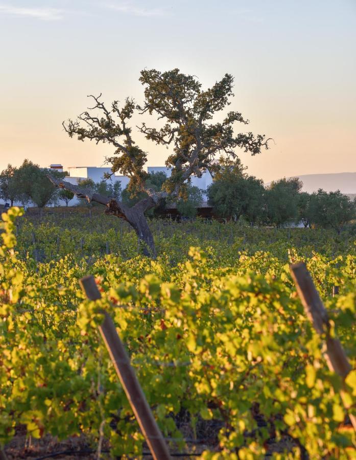 Grândola A Serenada Enoturismo מראה חיצוני תמונה