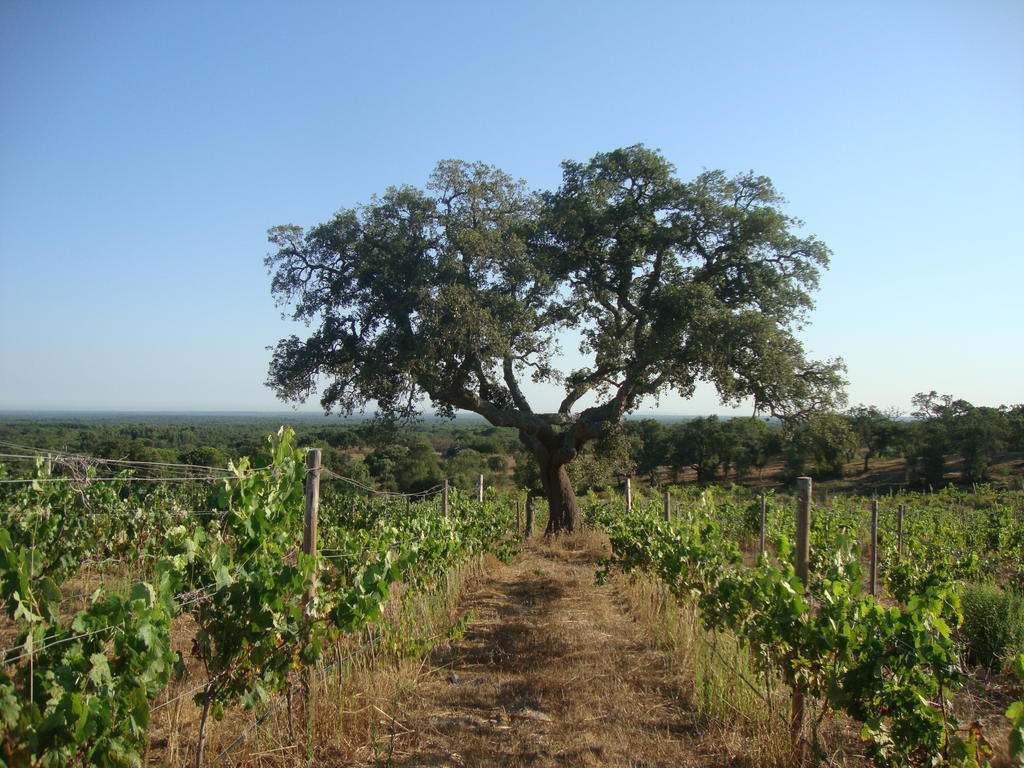 Grândola A Serenada Enoturismo מראה חיצוני תמונה